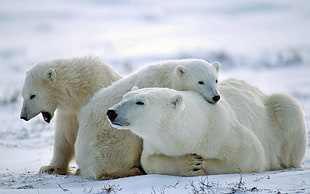 selective photography of three Polar bears